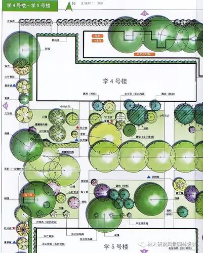 ⑥垂枝形:垂柳,垂枝樱,垂枝桃 ⑦曲枝形:龙桑,龙枣,曲枝梅 ⑧拱枝形