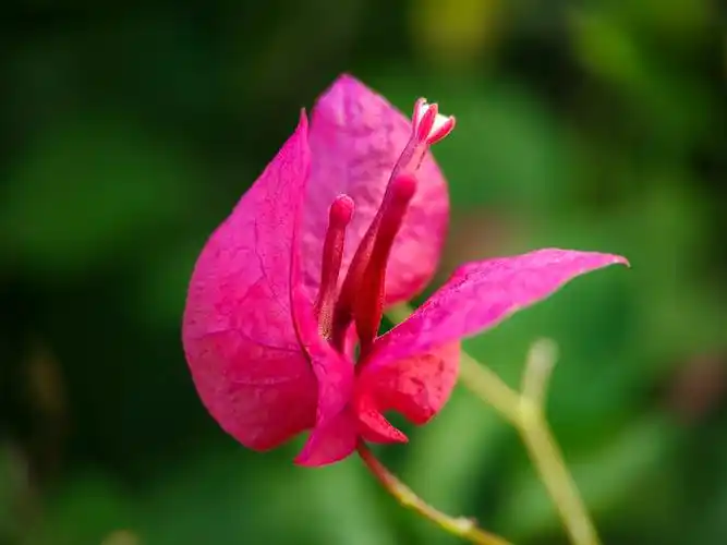 三角梅我拍了不少了拍友说这是三亚的市花喜欢它开得恣意开得绚丽台风