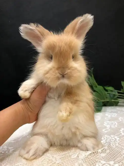 双血彩色安哥拉兔弟弟