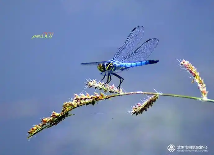 新冠疫情蔓延时期 有一群穿蓝色马甲的人 像极了飞来飞去的蓝蜻蜓 城