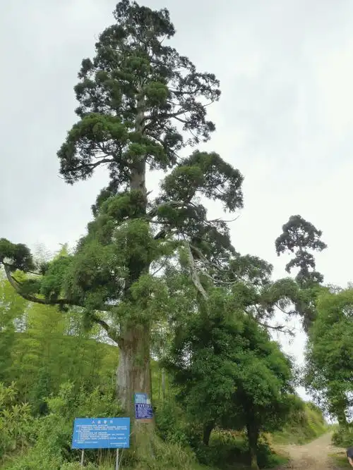 山顶那棵古柳杉