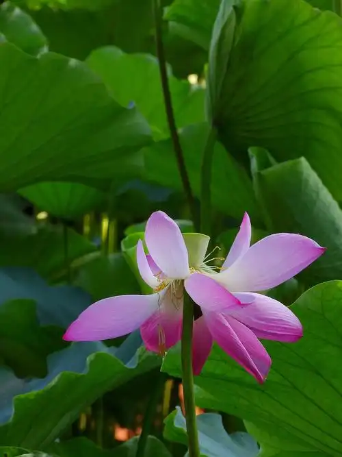 夏日那美丽黄昏的荷花-中关村在线摄影论坛