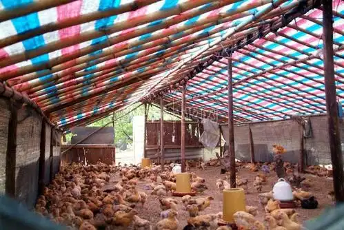 经济实用的鸡舍
