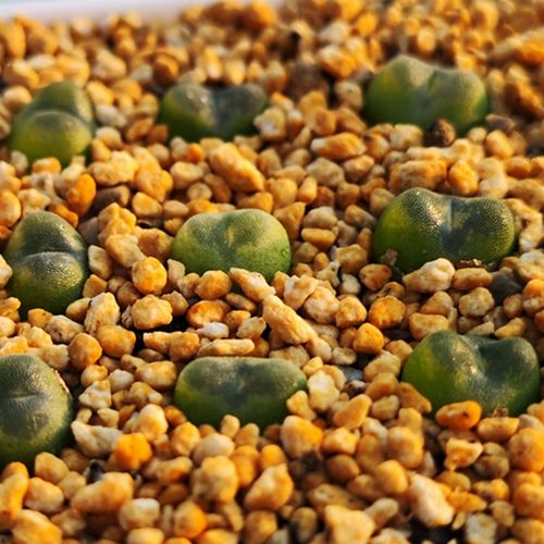 芬妮水晶鞋冰沙肉锥绿色裸根不带土多肉植物绿植盆栽趣味花卉阳台