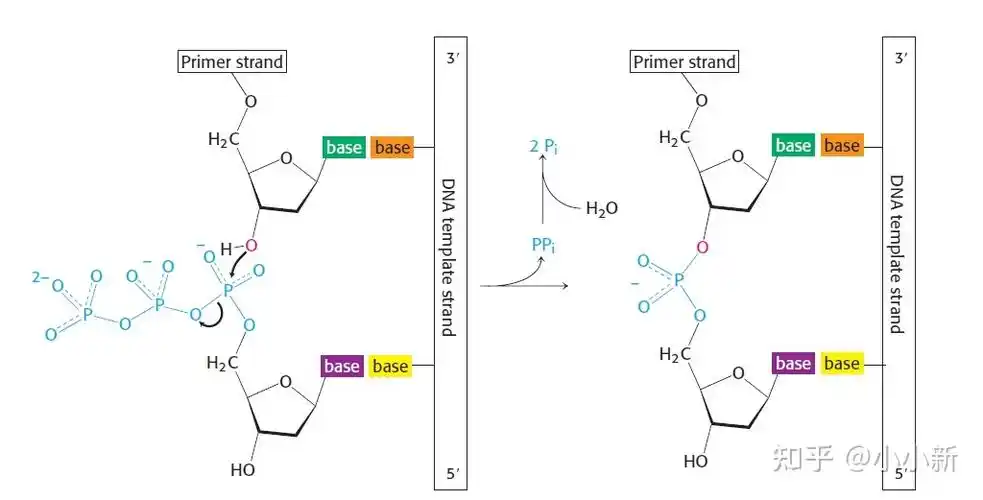 磷酸二酯键为什么叫二酯