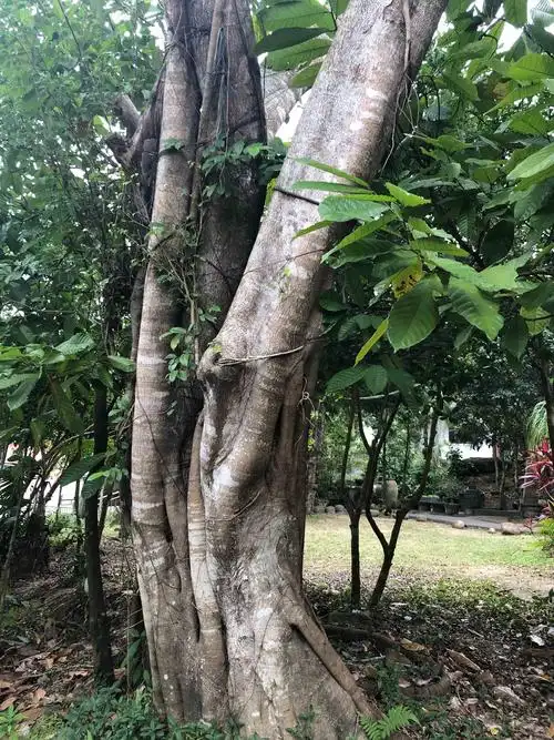 这是海南黄花梨树.