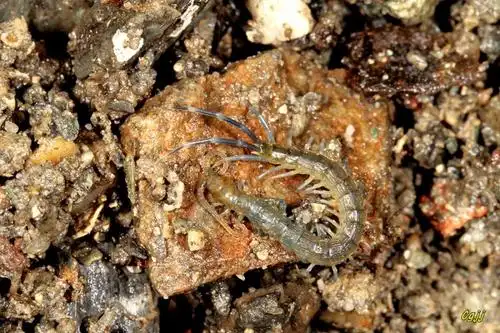 糙耳孔蜈蚣otostigmus scaber porat, 1876