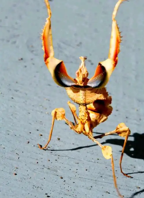 刺花螳螂的神秘美丽与独特习性