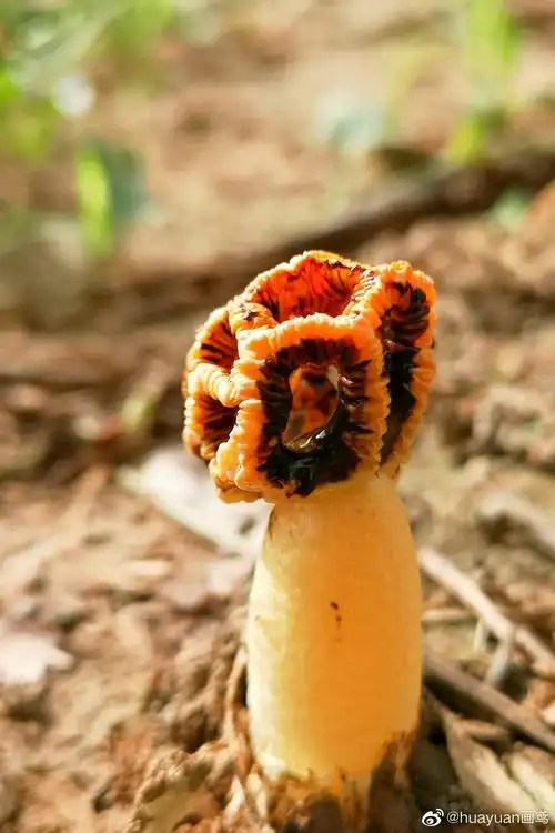 世界上最奇特的菌类最奇妙的物种红笼头菌