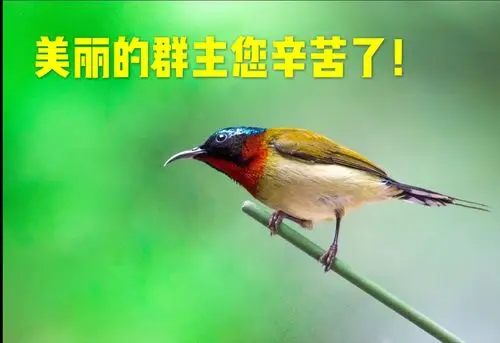 给小小鸟群主函