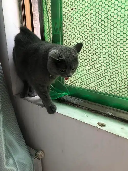 求助 猫咪被粘鼠板粘上了