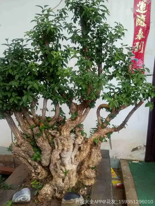 冬青卫矛图片盆景,卫矛盆景图片_大山谷图库