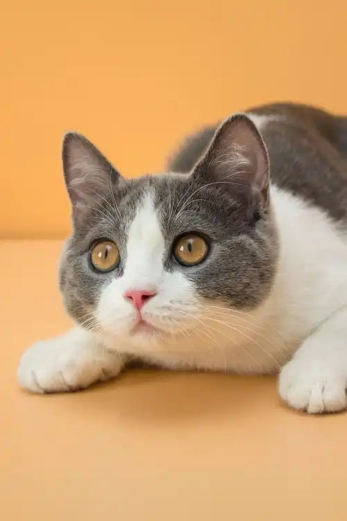 一组猫咪纯色照片