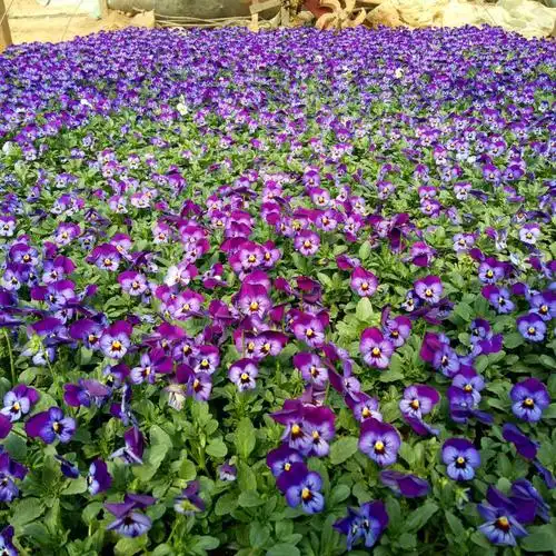 冬季开花角堇 山东草花基地供应冬季租摆花卉耐寒 时令草花角瑾