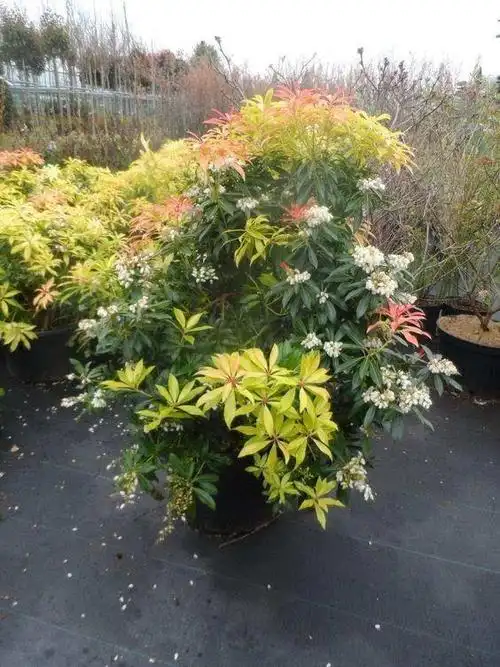 9种略微耐阴的庭院小灌木,四季都可赏花