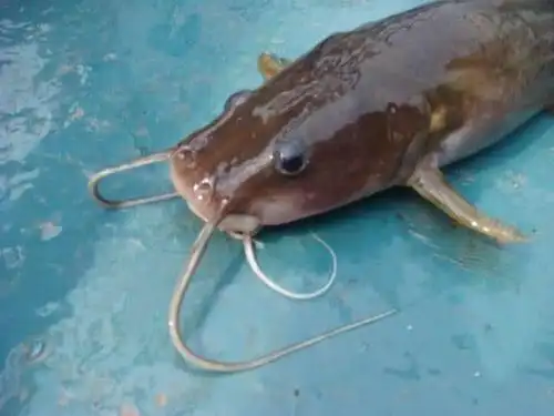 苗条的身材,细长的尾巴,很多人不认识的江鱼"石扁头"_长江