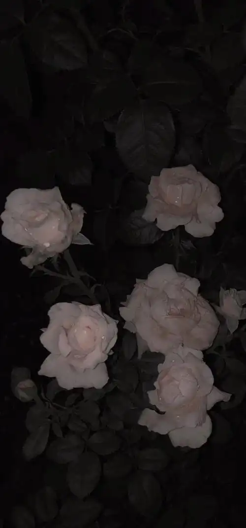 背景锁屏壁纸神明落入了人间我与神明互相救赎