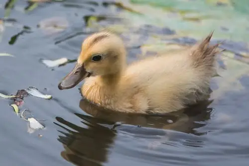 几荷生活 - 图片故事-摄影大赛2016 - 国家地理中文网
