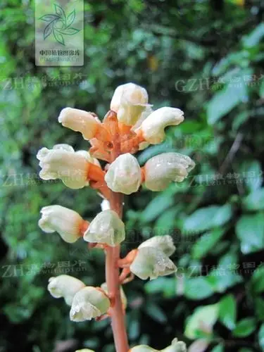 天麻开花有白色的吗!