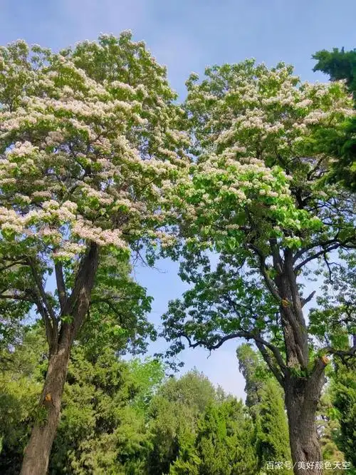 楸树开花傲苍穹