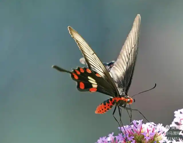 多姿多彩的红珠凤蝶 - 美篇
