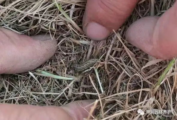 产品实地推广草坪淡剑夜蛾的防治方案