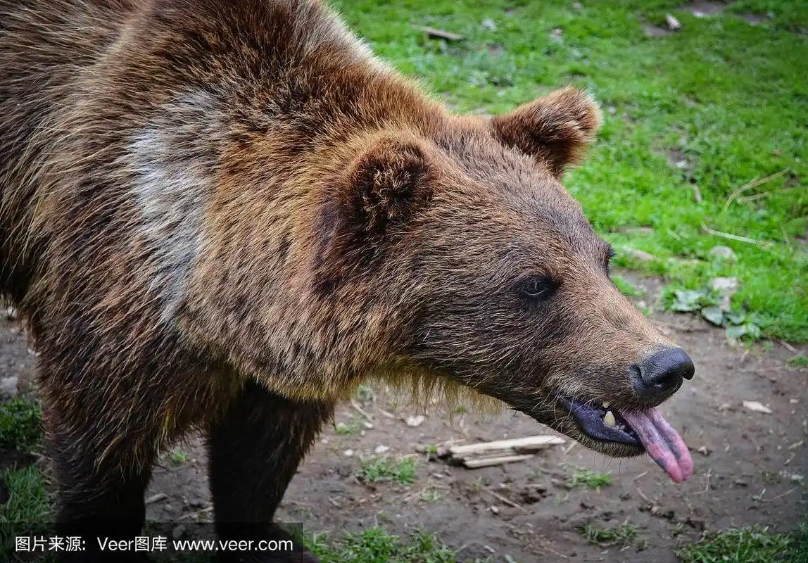 棕熊伸出舌头