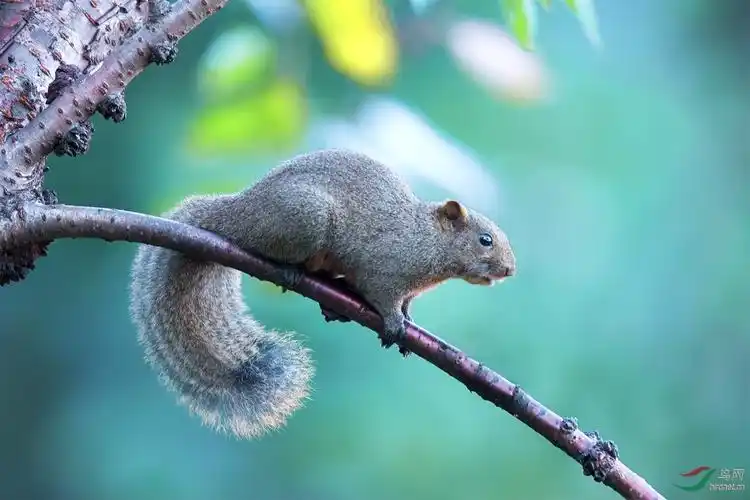 大尾巴松鼠