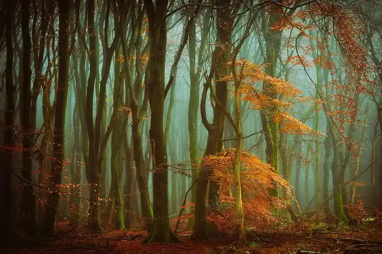 一起来看看这位摄影大师的作品仿佛是在聆听一首大自然的赞美诗欣赏他