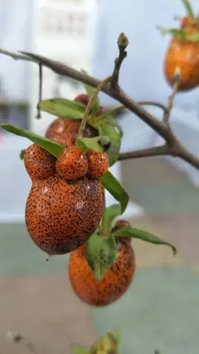 老鸦柿果型分享