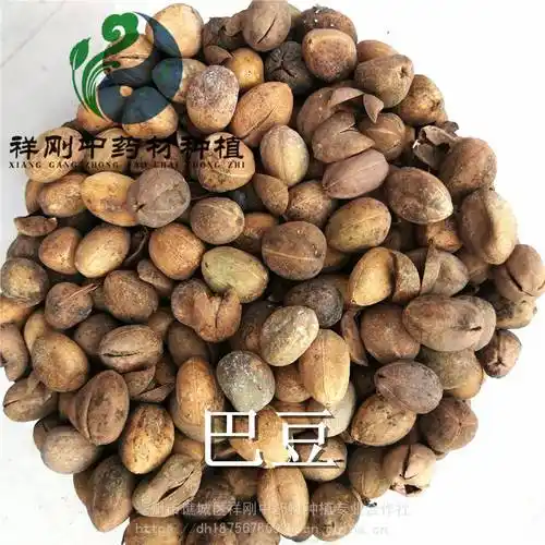 江子巴豆产地批发价巴豆哪里购买便宜