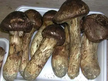 花松茸是松茸吗?