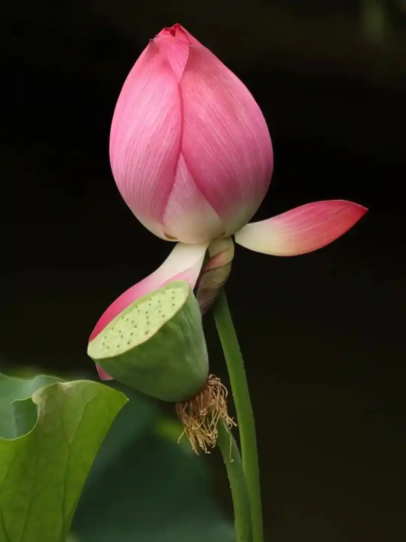 99996990|《归来 》静心聆听90.闭目凝神,修心养性. - 抖音