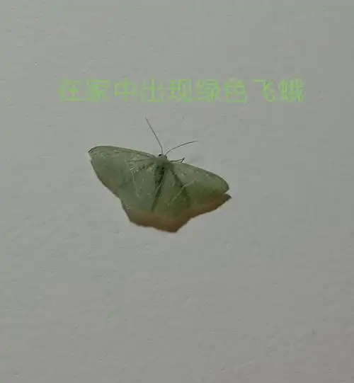 在家中第1次出现绿色飞蛾