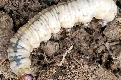 地老虎对茉莉花的伤害茉莉花地老虎防治方法图