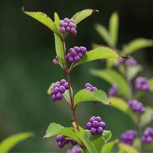 2020年版《中国药典》一部新增中药材一种:裸花紫珠.
