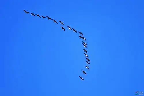 北归大雁从首都上空飞过