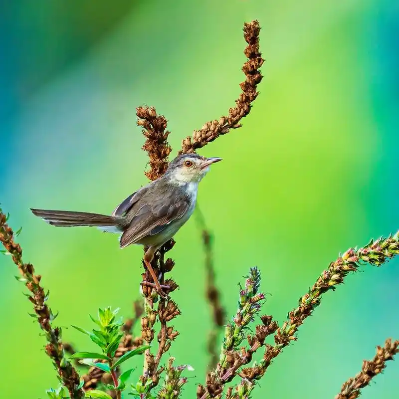 纯色山鹪莺,是雀形目扇尾莺科山鹪莺属的鸟类,国家二级保护动物 - 抖