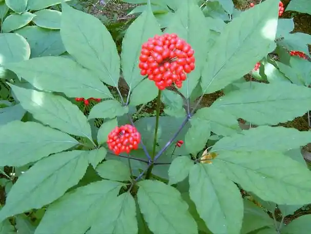 人参图片,手绘草本(人参图片简笔画)