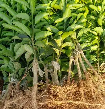 清香桔青皮蜜橘苗基地直供苗木健康成活率高