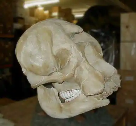 大象嘴里的牙齿是什么样子的?