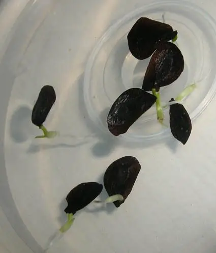 朱顶红播种帖朱顶红种子没了