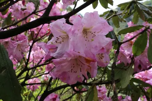 湖南省城步苗族自治县十里平坦杜鹃花!