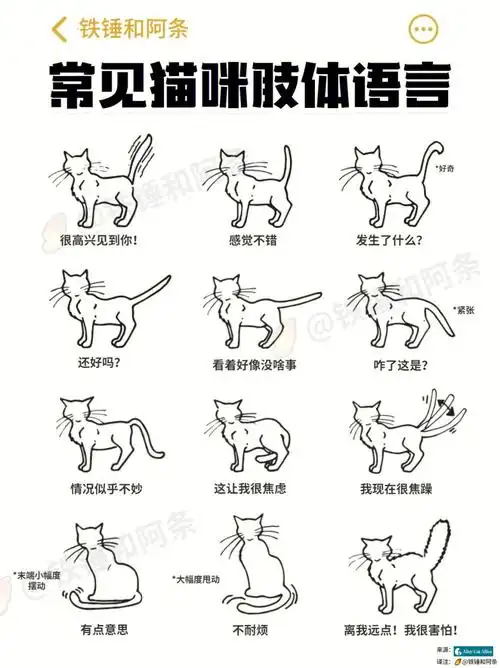 猫咪肢体语言面部表情超全解读75猫语十级