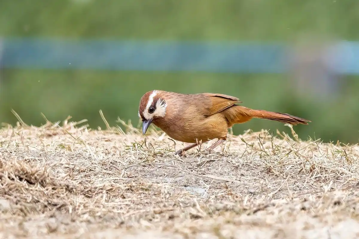 白颊噪鹛,白鹡鸰 白颊噪鹛,中型鸟类,体长21-25厘米,一般生活于平原至