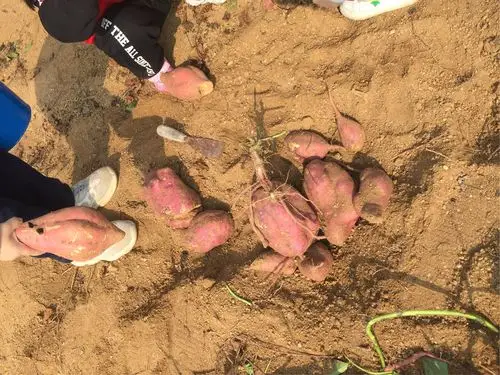 小太阳幼儿园珊瑚班晚间播报《秋游挖地瓜》