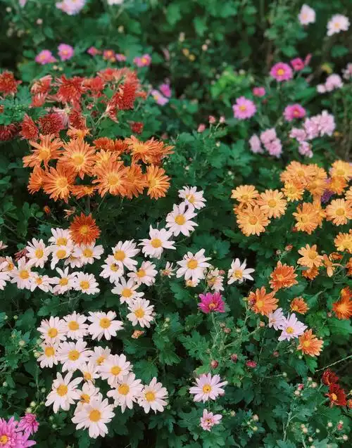 菊花 花海 秋天 花园 波斯菊 万寿菊秋天的小菊花山中人兮芳杜若_关注