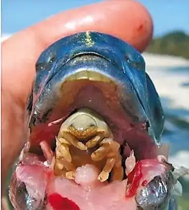 鱼虱子怎么彻底去除