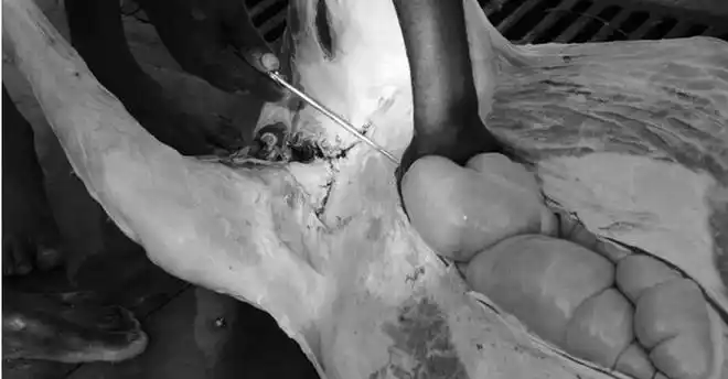 非洲人卸磨杀驴手法麻利看到第八张时脸红了