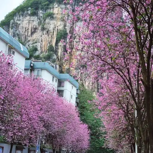 紫荆花城,寻美柳州,我用相机定格龙城的春天